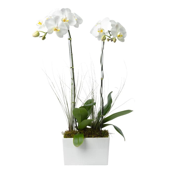 Elegant white orchid arrangement in a modern planter, perfect for enhancing any home or office decor.
