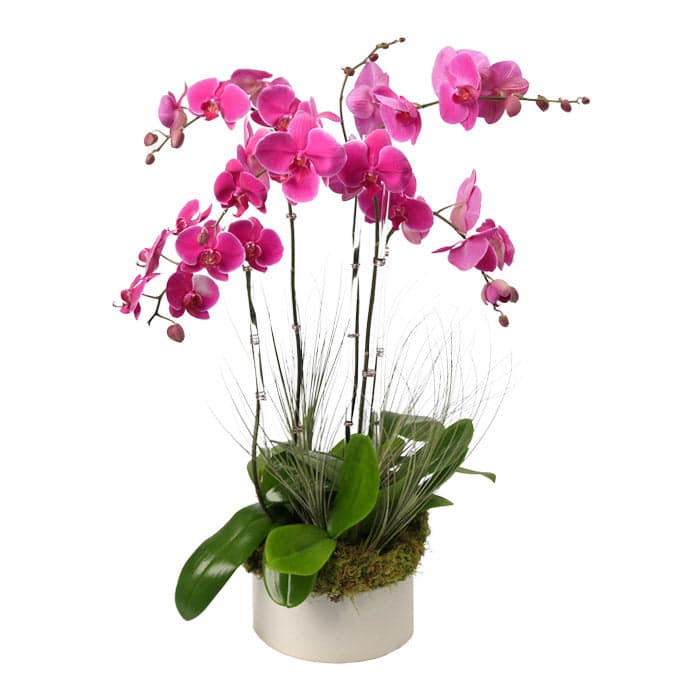 Vibrant pink orchid arrangement in a sleek white pot, adorned with greenery and natural accents.