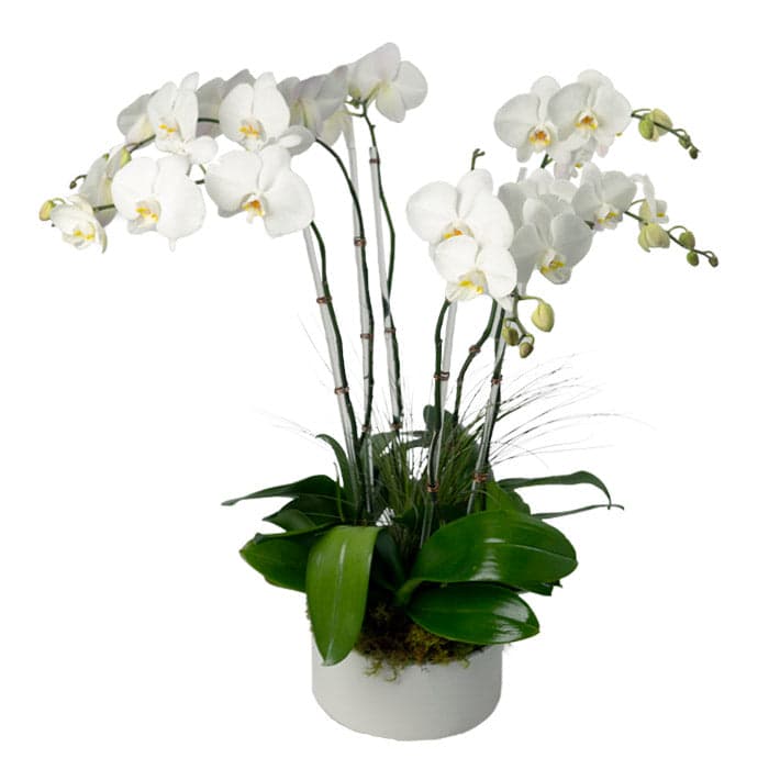 Elegant white orchid plant in a stylish pot, perfect for home decor or thoughtful gifts.
