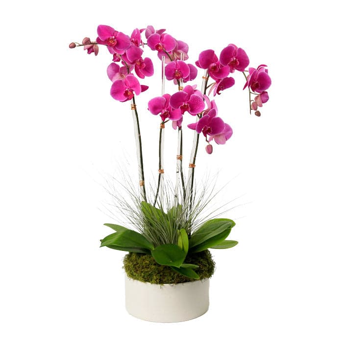 Elegant pink orchid arrangement in a modern white pot with lush green accents. Perfect for home or office decor.