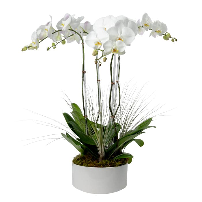 Elegant white orchid arrangement in a stylish pot, perfect for home or office décor.