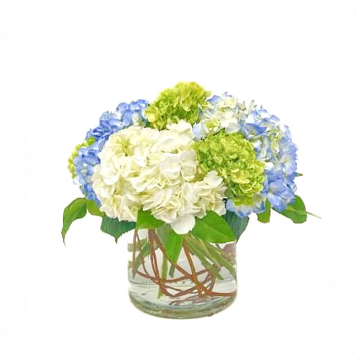 Vibrant arrangement of blue and green hydrangeas in a clear glass vase, perfect for brightening any space.