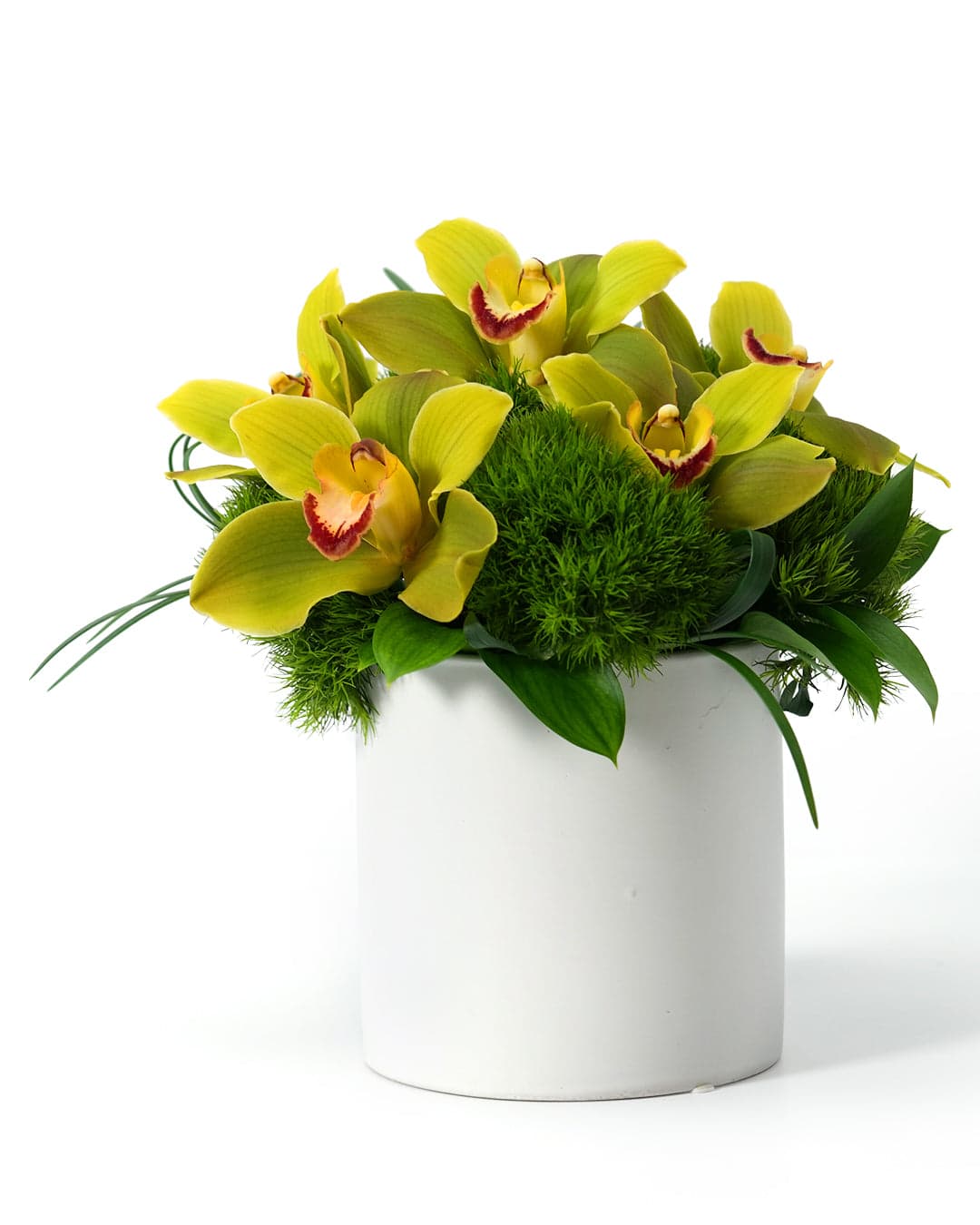 Vibrant yellow orchids elegantly arranged in a modern white pot with lush green moss accents.