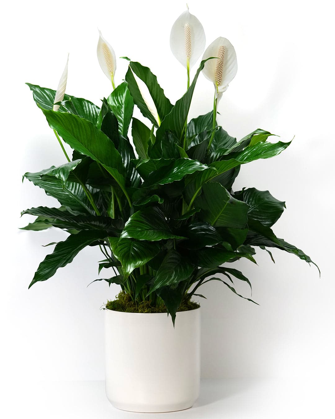 Statement Peace Lily