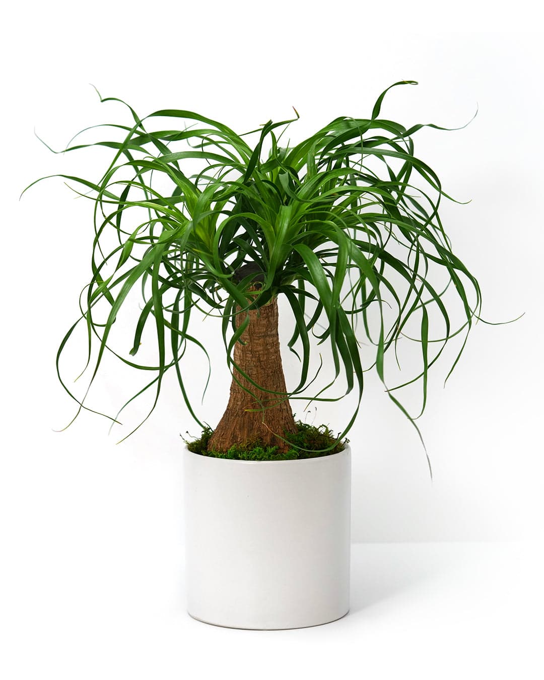 Studio Ponytail Palm