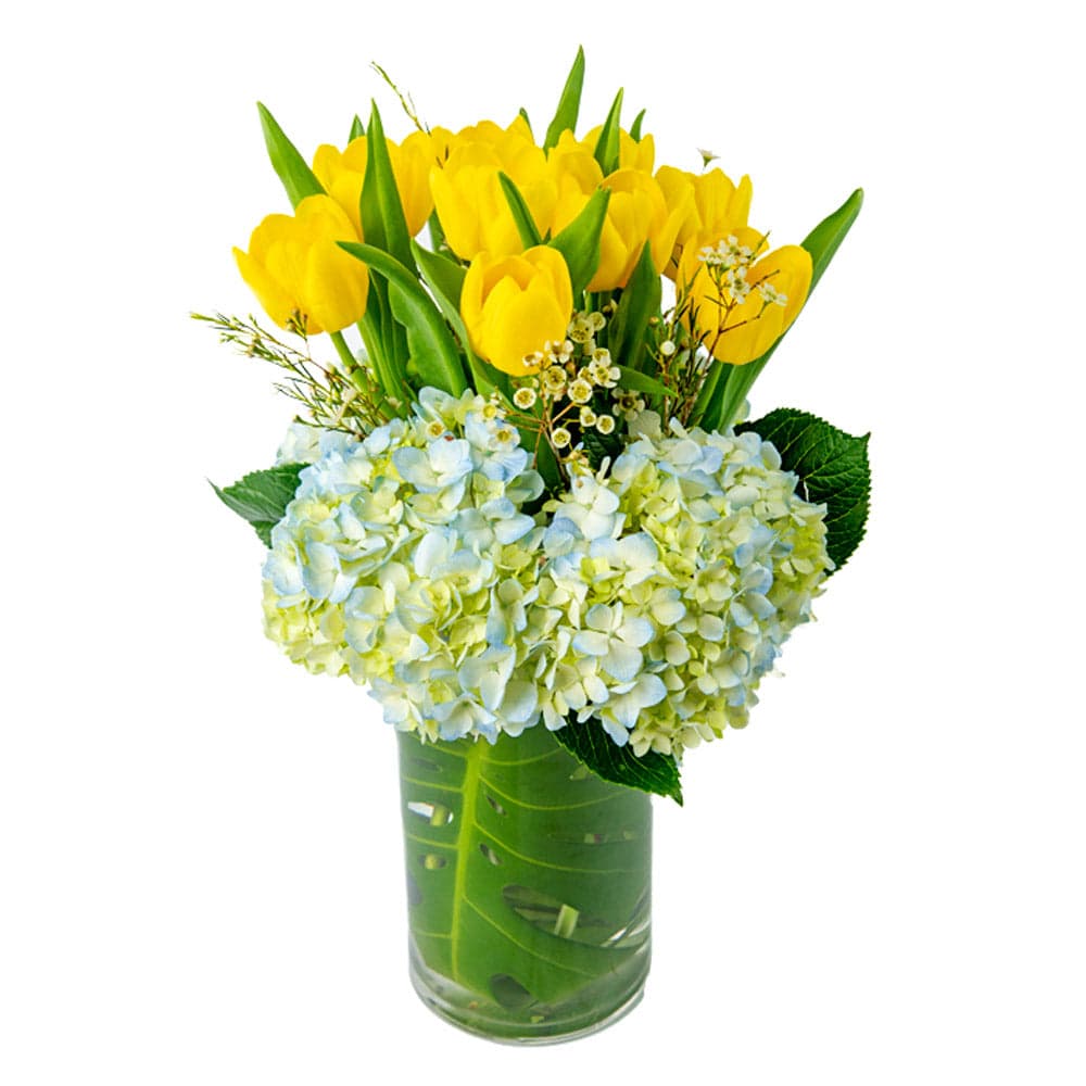 Bright yellow tulips and soft blue hydrangeas arranged beautifully in a clear glass vase.